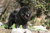 CHOW CHOW 624